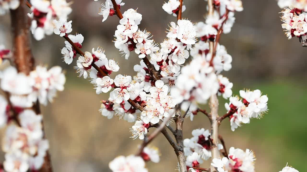 Api che impollinano i fiori di un albero di albicocco in fiore