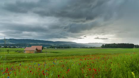 approaching storm in a red flower meadow on a sunset with stormy clouds in switzerland