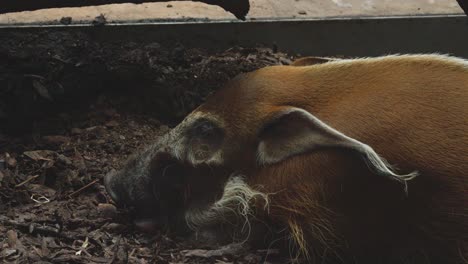 a-close-up-view-of-the-head-of-a-red-river-hog