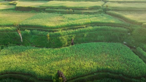 Beautiful-lady-in-the-black-dress-walking-through-rice-fields-during-morning-walk-in-Bali,-Indonesia