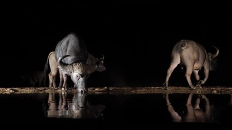 fondo negro de la noche: bebida de búfalo del cabo del agua del estanque oscuro
