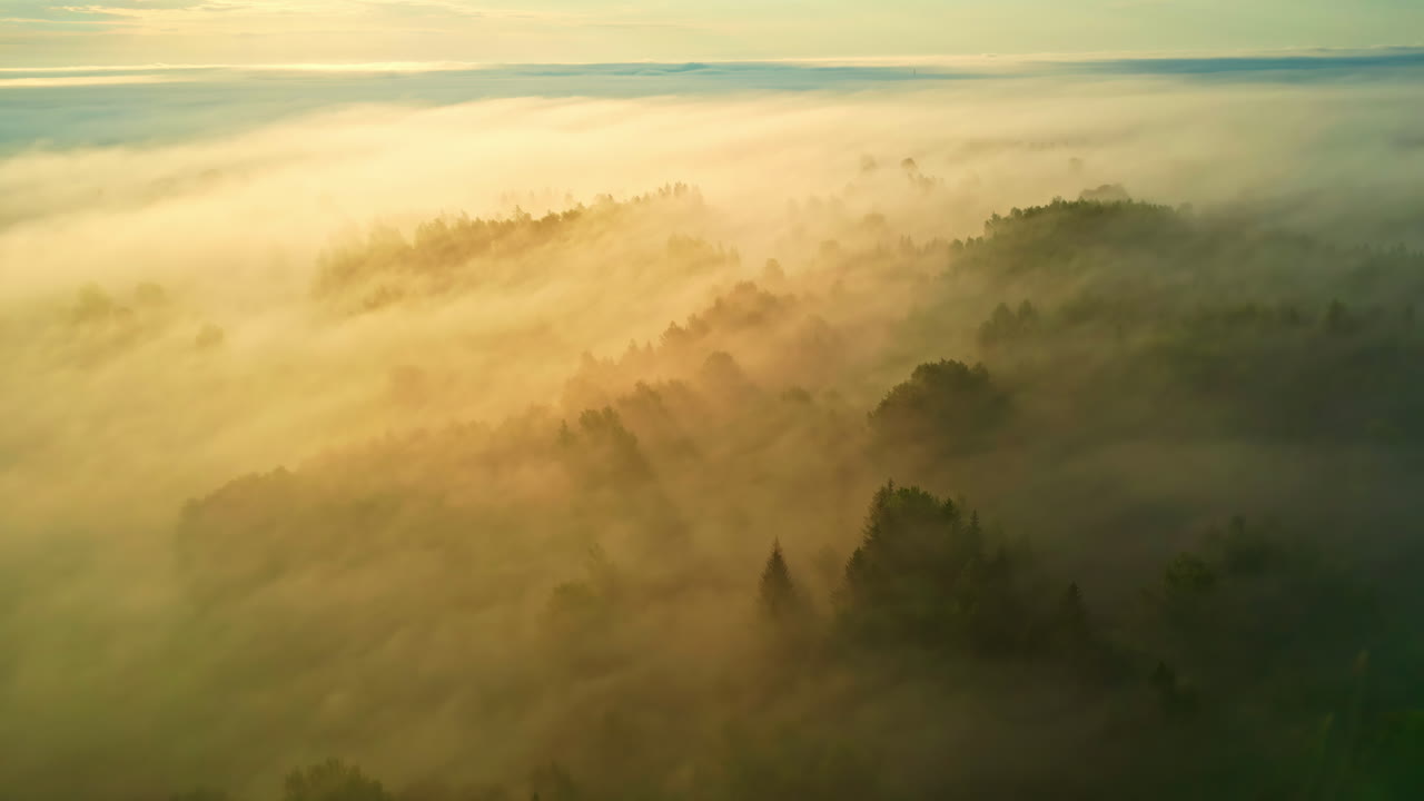 Forest Shrouded By Thick Fog At Sunrise. - aerial shot