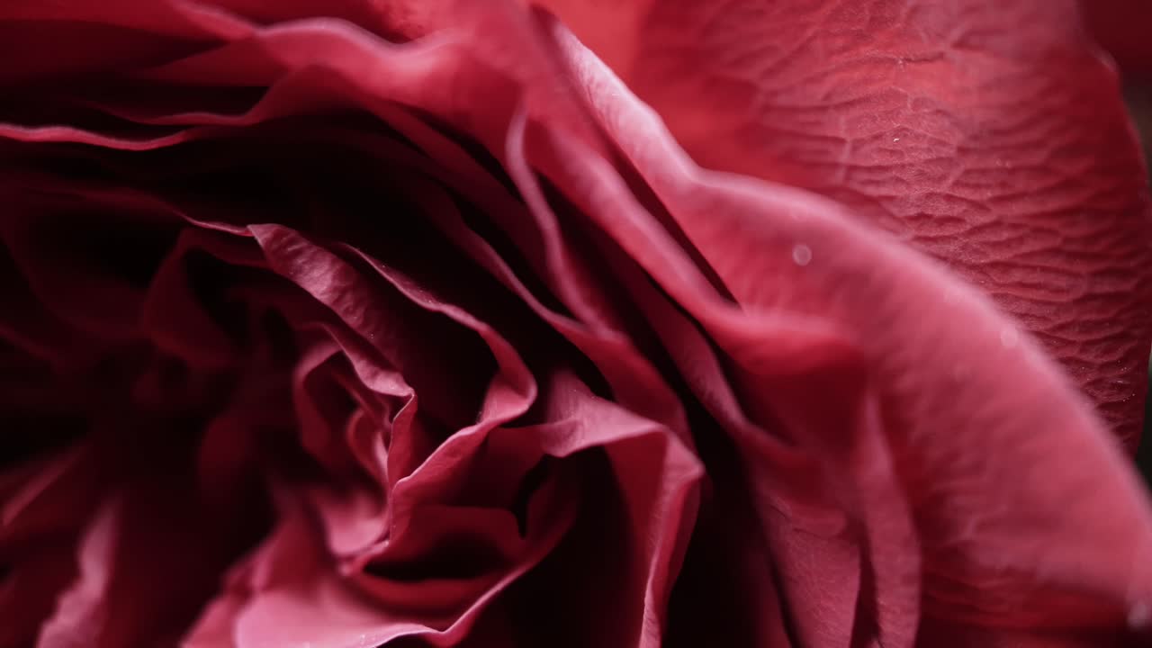 Rosas, flores para seus entes queridos