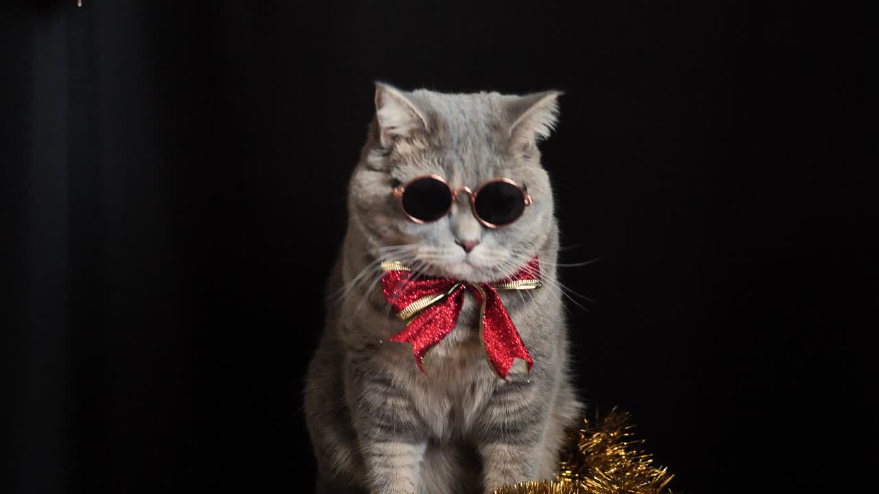 el gato celebra un año nuevo 2022 con gafas