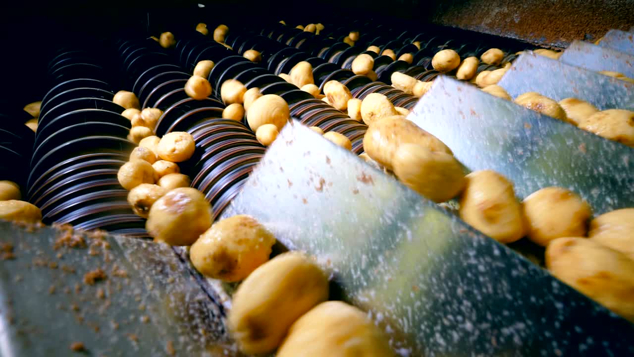 las patatas que se colocan en un transportador de clasificación en una instalación de producción de alimentos.