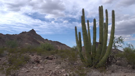 Cactus-De-Tubo-De-órgano-En-El-Desierto-De-Sonora,-Sur-De-Arizona