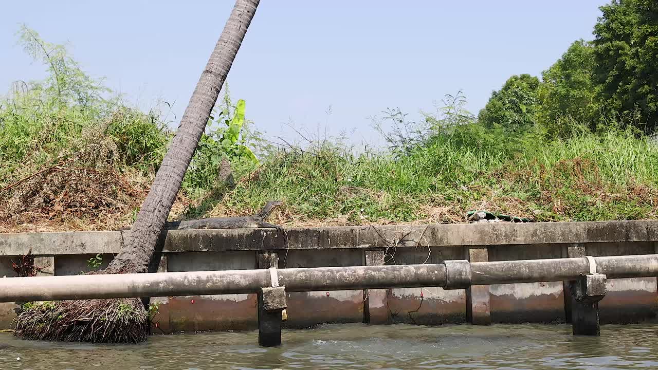 monitorear lagartos que se mueven a lo largo de una orilla del canal