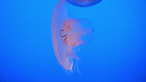 Moon-Jelly-remains-still-as-another-bumps-into-it,-close-up