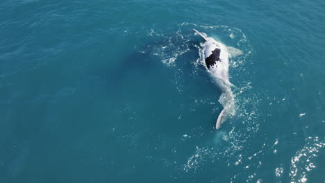 Cría-De-Ballena-Atigrada-Flotando-Sobre-Su-Espalda-Cerca-De-Su-Madre-Derecha-Del-Sur