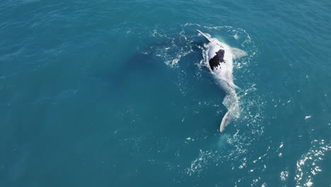 cría de ballena atigrada flotando sobre su espalda cerca de su madre derecha del sur