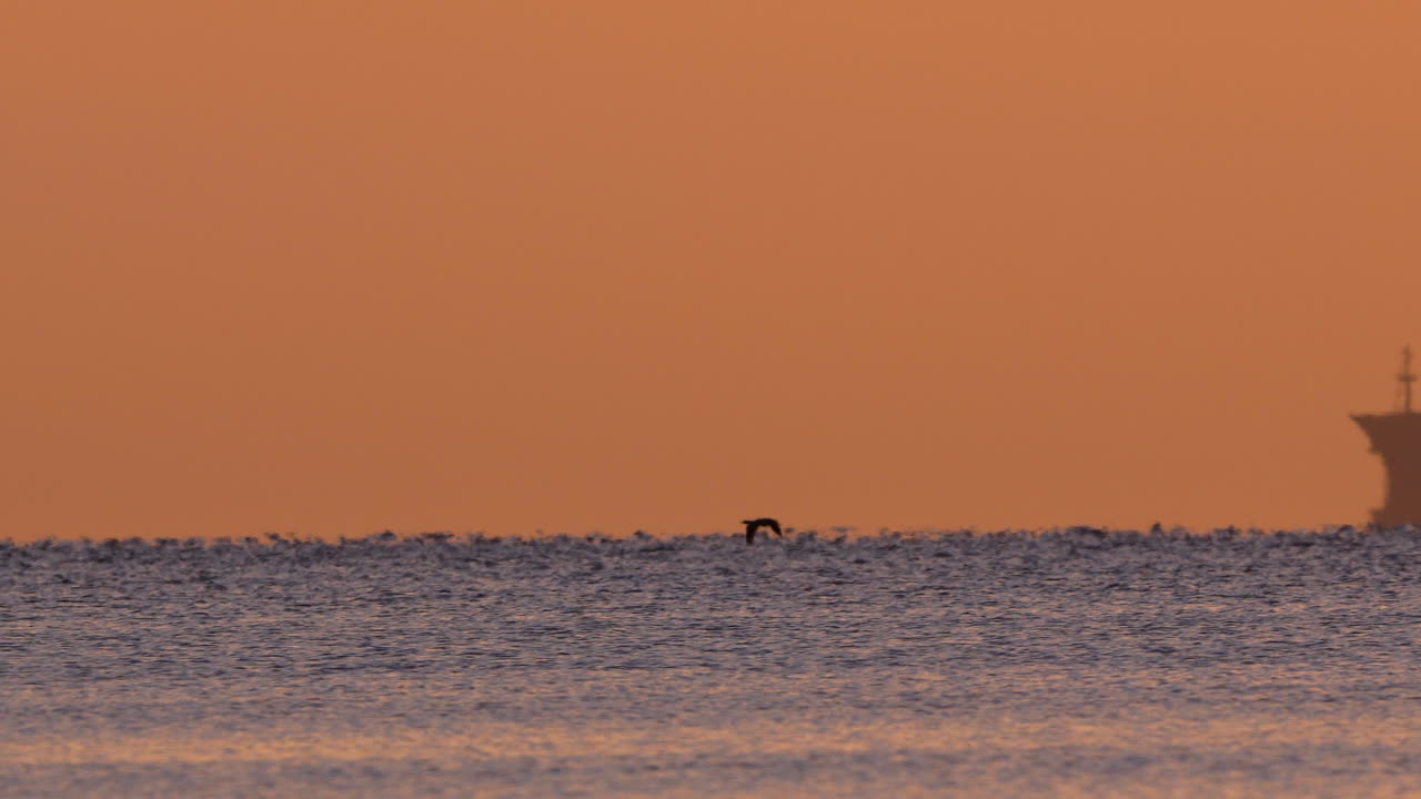 Cargo ship sails across the sea at sunrise with birds flying low over gentle waves