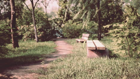 Wooden-bench-in-nature-by-the-tree