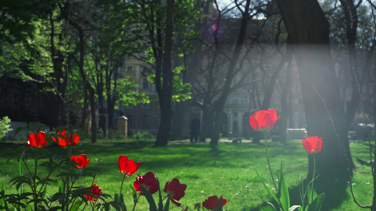 Red flowers tulips growing garden in sunlight natural calmness urban background.