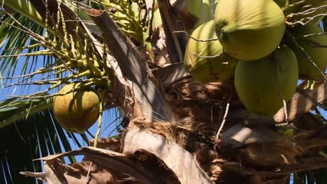 Rotating-close-up-of-tropical-palm-tree-and-coconuts