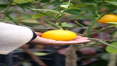 Hand holding a fresh lemon from a tree