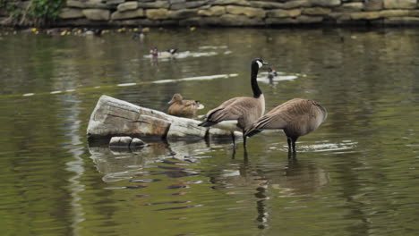 Gänse-Stehen-In-Einem-Flachen-Teich