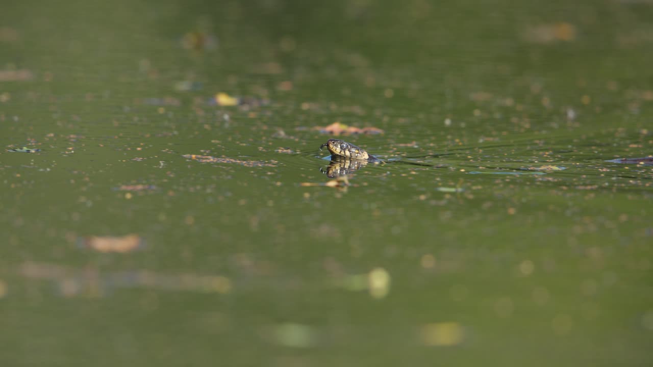 연못에 있는 의 머리