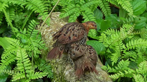 Two-wild-mountain-bamboo-partridge,-bambusicola-fytchii-spotted-standing-on-a-wood-log,-preening-and-grooming-each-other's-plumage-during-mating-season,-close-up-shot