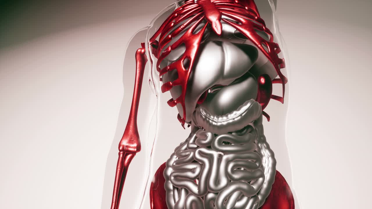 modelo de huesos de esqueleto humano con órganos