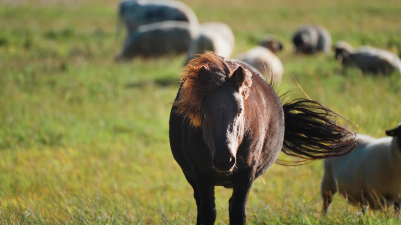 un entorno de pasto pacífico: un pony caminando tranquilamente por un prado verde mientras las ovejas pastan pacíficamente