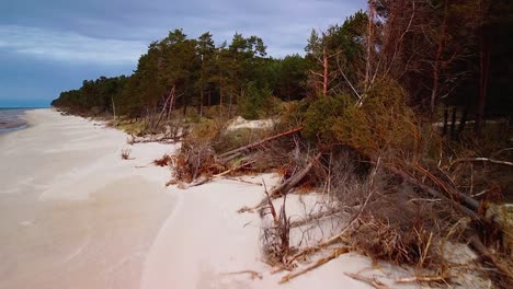 Vista-Aérea-De-La-Costa-Del-Mar-Báltico-En-Un-Día-Soleado,-Dunas-Escarpadas-De-La-Costa-Dañadas-Por-Las-Olas,-Pinos-Rotos,-Erosión-Costera,-Cambios-Climáticos,-Tiro-De-Drones-Ascendentes-De-Gran-Angular-Que-Avanza