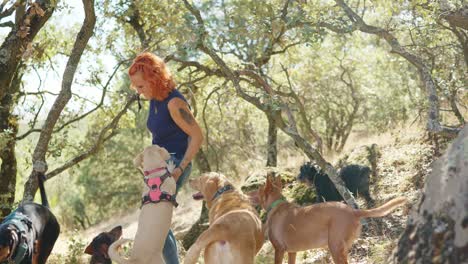 woman and a group of dogs walking in a sunny forest