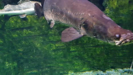 Arapaima--swimming-very-close-to-the-camera