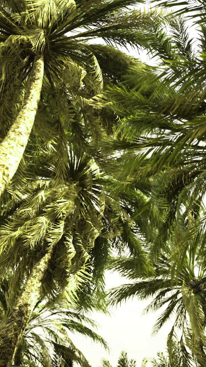 Colorful sunlit palm fronds assemble into richly textured canopy seen from above