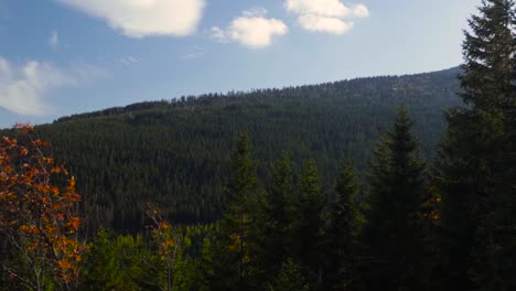 Still-shot-of-a-mountain-forest-landscape-on-a-windy-day