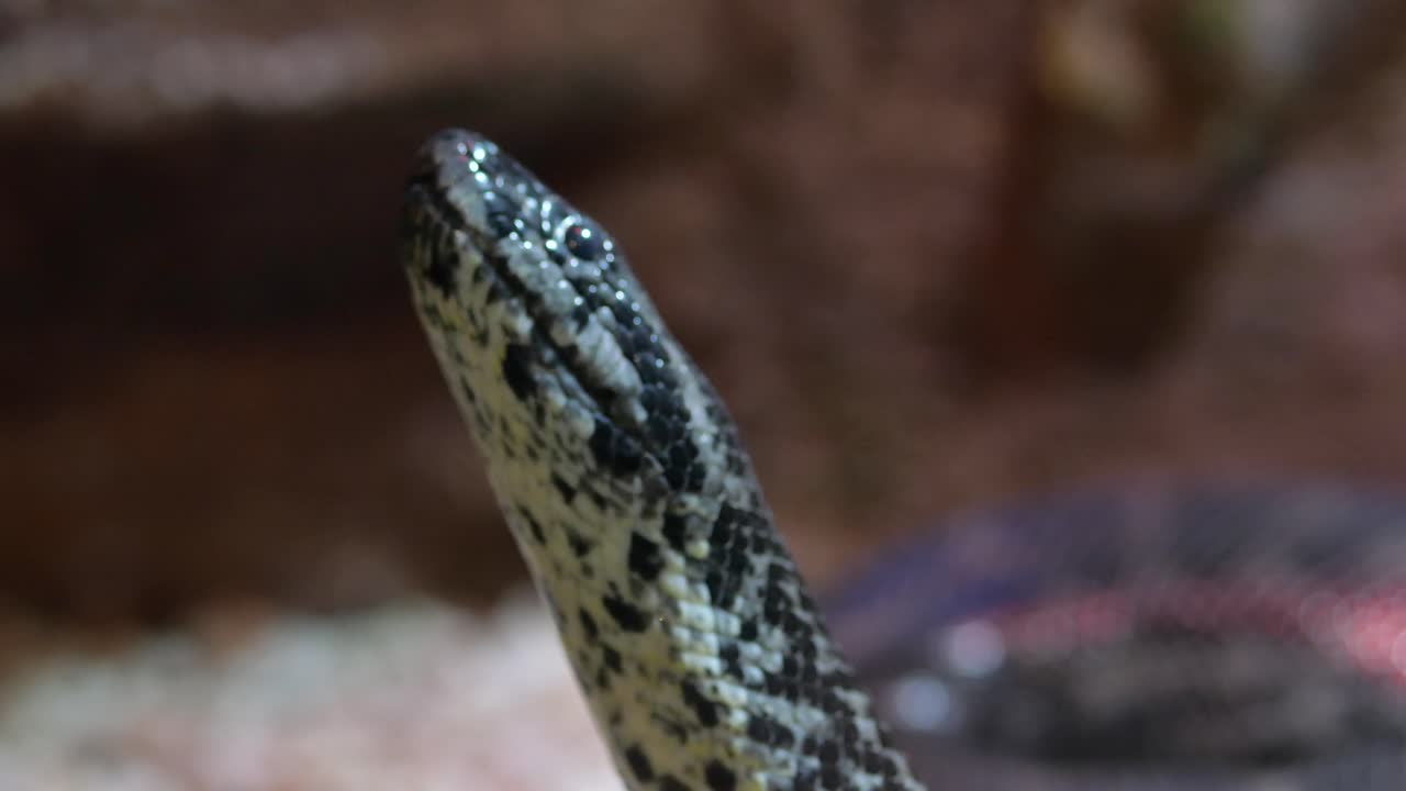 primer plano de la cabeza de una serpiente