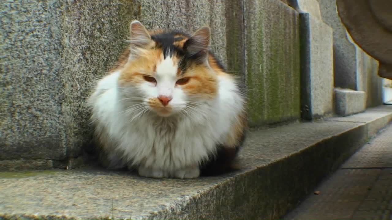 gato en cementerio en buenos aires