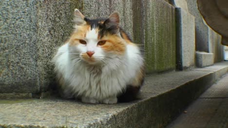 Katze-Auf-Dem-Friedhof-In-Buenos-Aires