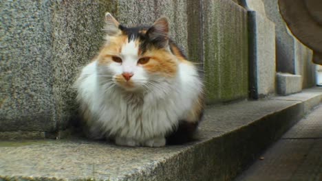 kat op kerkhof in buenos aires