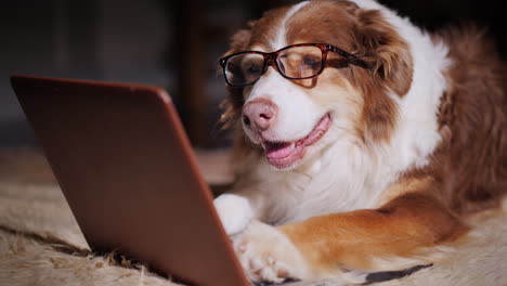 dog looks at laptop screen 09