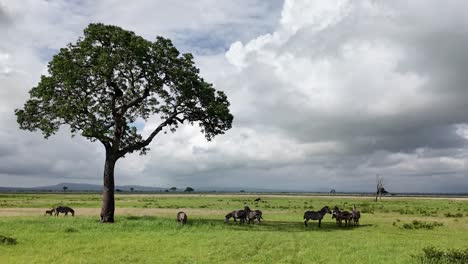 grazing african zebras in mikumi national park savannah in tanzania, east africa. wide shot