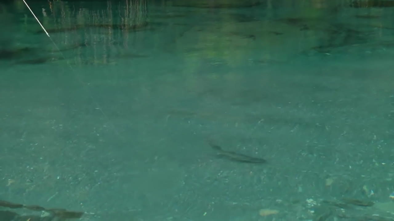 여름에 산 강에서 송어 플라이 낚시