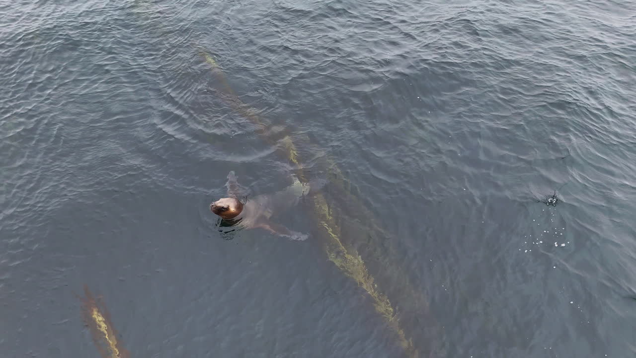 Aerial shot of sea lions swimming in ocean near remote Falkland Islands, close up drone footage