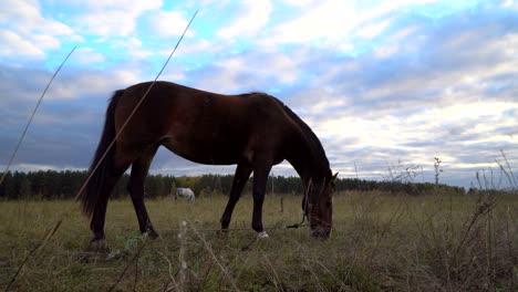 the horses on the autumn meadow