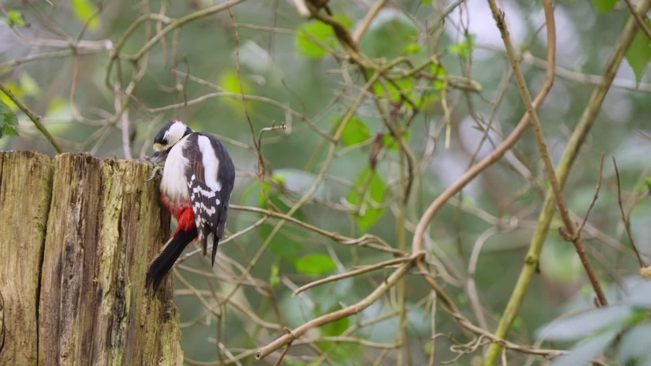 Great spotted woodpecker sits motionless on trunk, head slightly turned in forest light