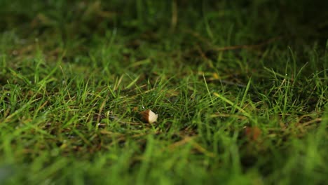 Close-up-of-field-mouse-snatching-food-off-the-ground-before-scurrying-off