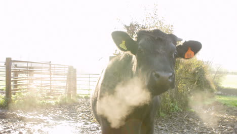 cattle in field on dairy farm