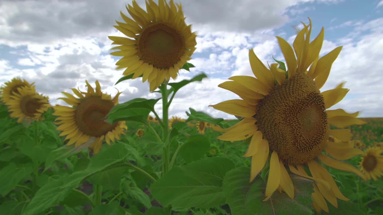 해바라기와 함께 아름다운 농장. 해바라기의 밝은 노란색 잎자루는 하늘에 대항하여 그들을 통해 가운 바람을 흔들고 있습니다.