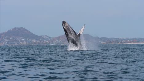 huge whale jumping out of the ocean next to the shore landscape background