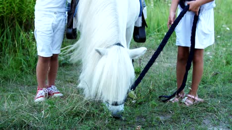 children, a boy and a girl of seven years, stroking a white pony. cheerful, happy family vacation. outdoors, in the summer, near the forest