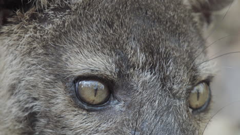 primer plano de los ojos de la fosa mirando primero a la derecha, luego la fosa gira la cabeza mirando directamente a la cámara