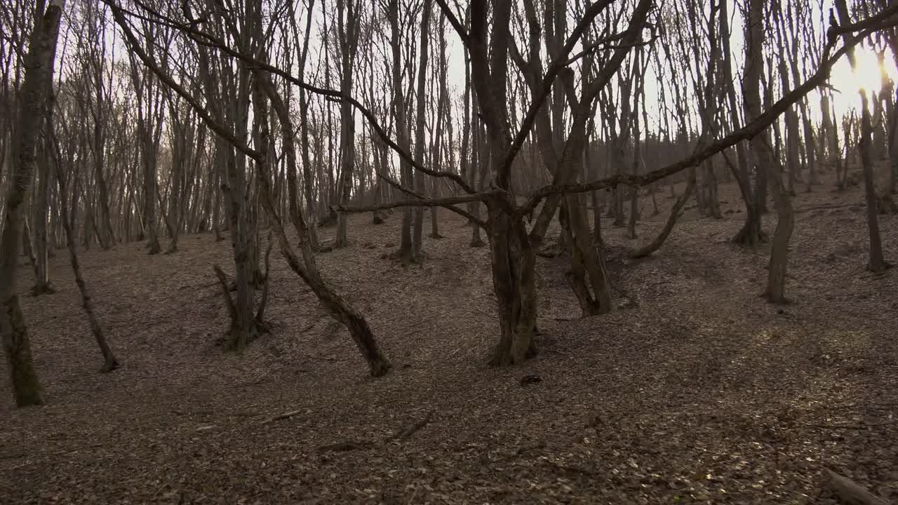 Figura misteriosa che si nasconde dietro un albero contorto e spettrale a Hoia Baciu, la foresta più infestata del mondo, in Romania.