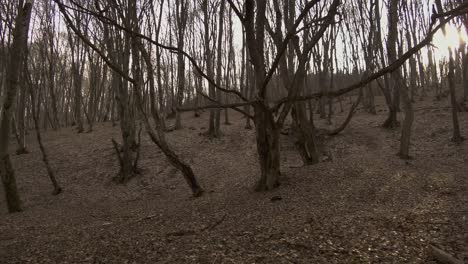 mysterious figure hiding behind a twisted and spooky tree in hoia baciu, the worlds most haunted forest, in romania