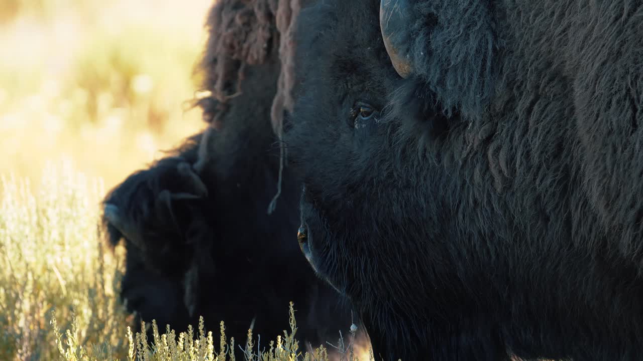 Close up of bull bison in Yellowstone National Park grunting