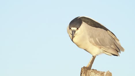 black-crowned night heron perched on a wooden stump with blue sky background