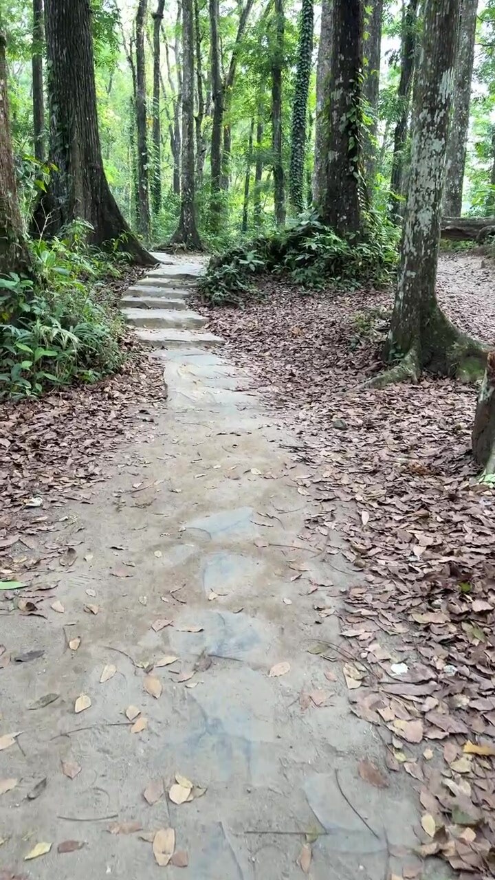 Camminando su un sentiero di pietra attraverso una foresta verde lussureggiante